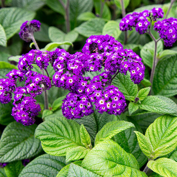 Purple Heliotrope Flower seeds for Planting - Vibrant Colors, Heirloom & GMO Free Seeds for Home Garden