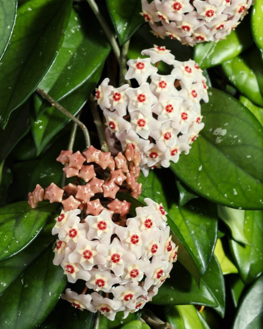 Aleurites Flower seeds for Planting - Long Bloom Season, Heirloom & GMO Free Seeds for Home Garden