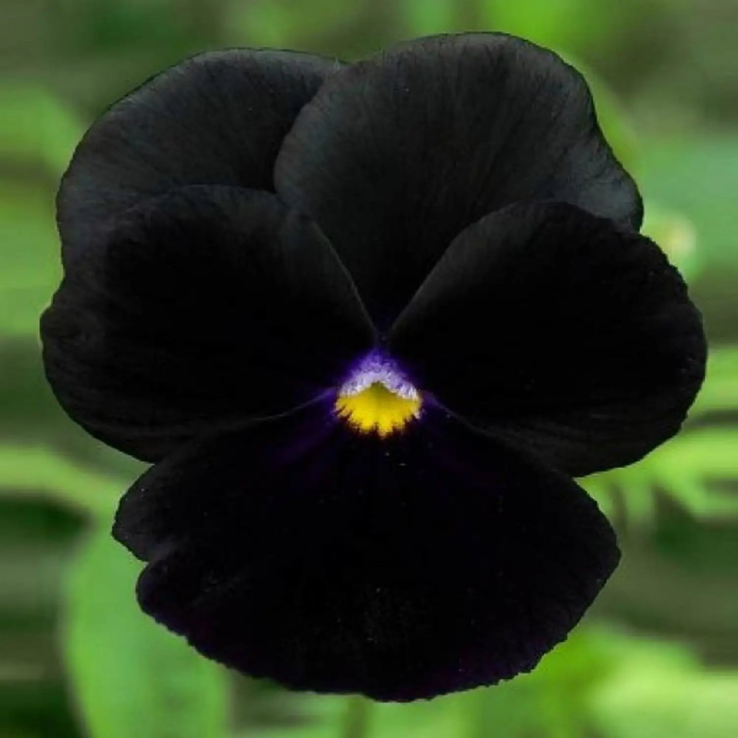 Black Bougainvillea Flower seeds for Planting - Low Maintenance, Heirloom & GMO Free Seeds for Home Garden