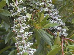 Green Myrica Pennsylvanica Seeds for Planting