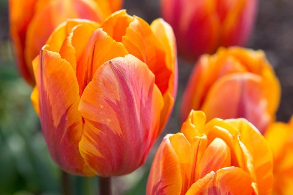 Orange Tulip Flower seeds for Planting - Easy to Grow, Heirloom & GMO Free Seeds for Home Garden