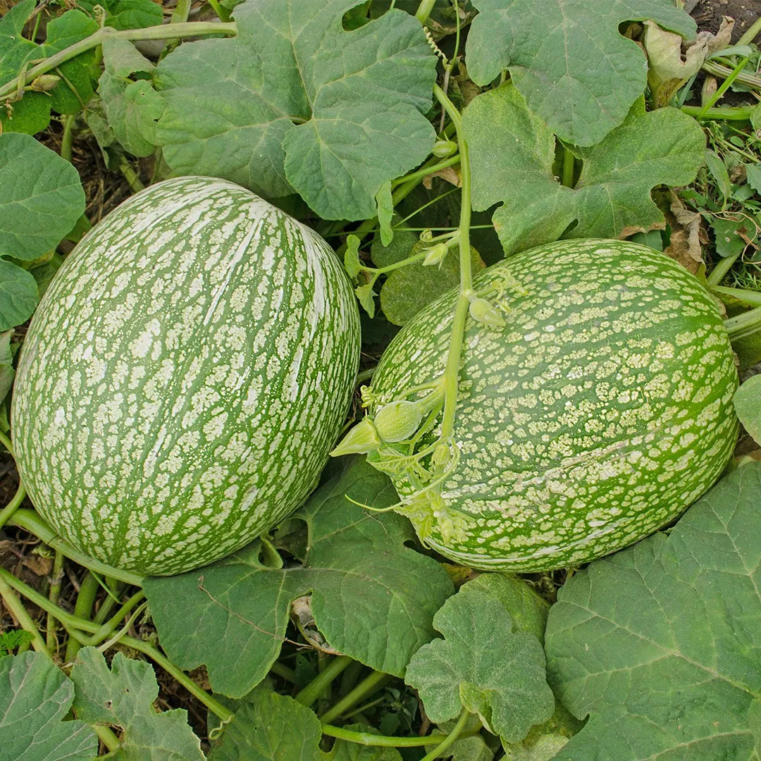 Green Malabar Gourd Seeds for Planting - Premium Vegetable Seeds
