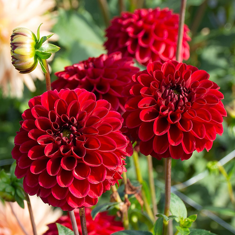 Deep Red Dahlia Flower seeds for Planting - Shade Tolerant, Heirloom & GMO Free Seeds for Home Garden
