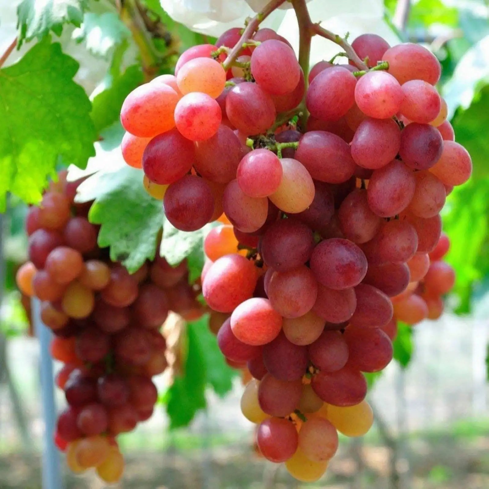 Grow Seedless Grapes: Quality Seeds for Planting