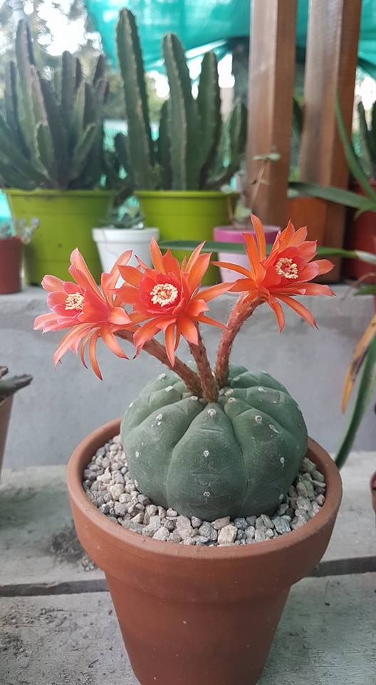 Red Matucana Flower seeds for Planting - Cottage Garden Essential, Heirloom & GMO Free Seeds for Home Garden