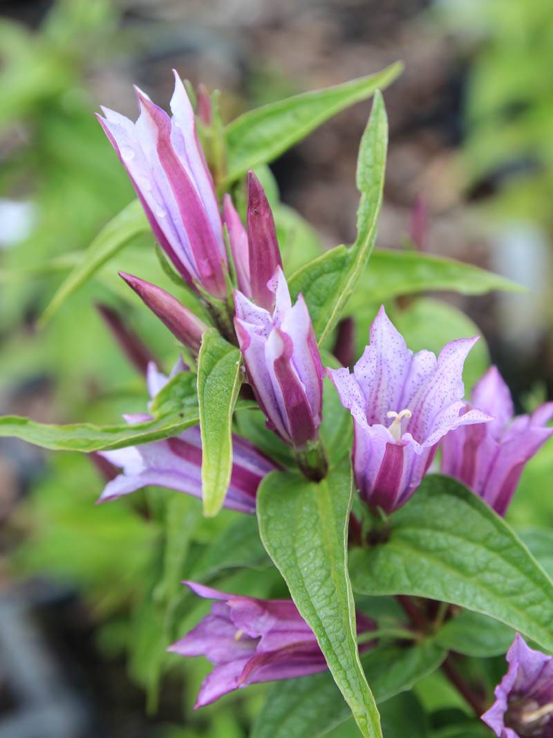 Lavender Gentiana Asclepiadea Flower seeds for Planting - Long Bloom Season, Heirloom & GMO Free Seeds for Home Garden