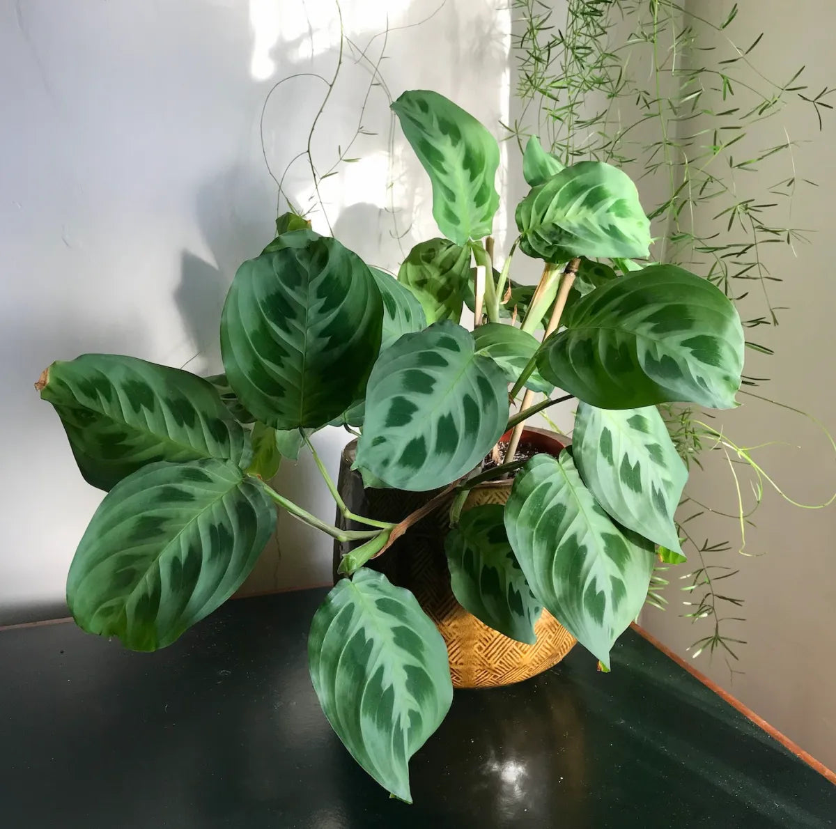Maranta Leuconeura - Flower seeds for Planting - Compact Growth, Heirloom & GMO Free Seeds for Home Garden