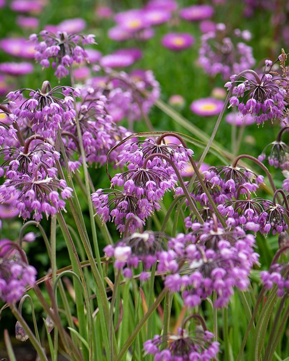 Nodding Onion Seeds for Planting Allium cernuum for edible gardens and wildflower borders