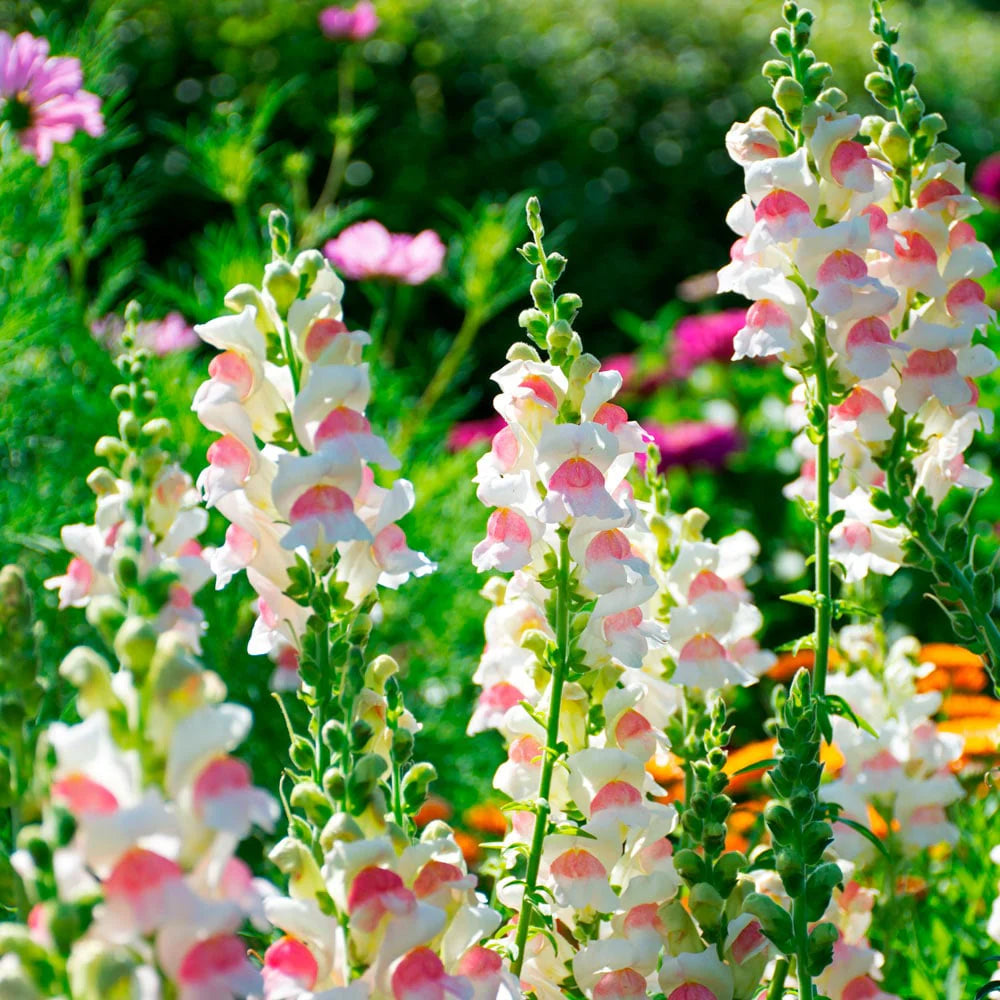 Snapdragon Flower Seeds for Planting  Colorful Annual & Biennial Garden Blooms - Evergrowseeds