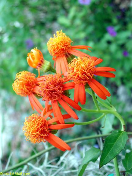Confusus Mexico Flower seeds for Planting - Perfect for Borders, Heirloom & GMO Free Seeds for Home Garden