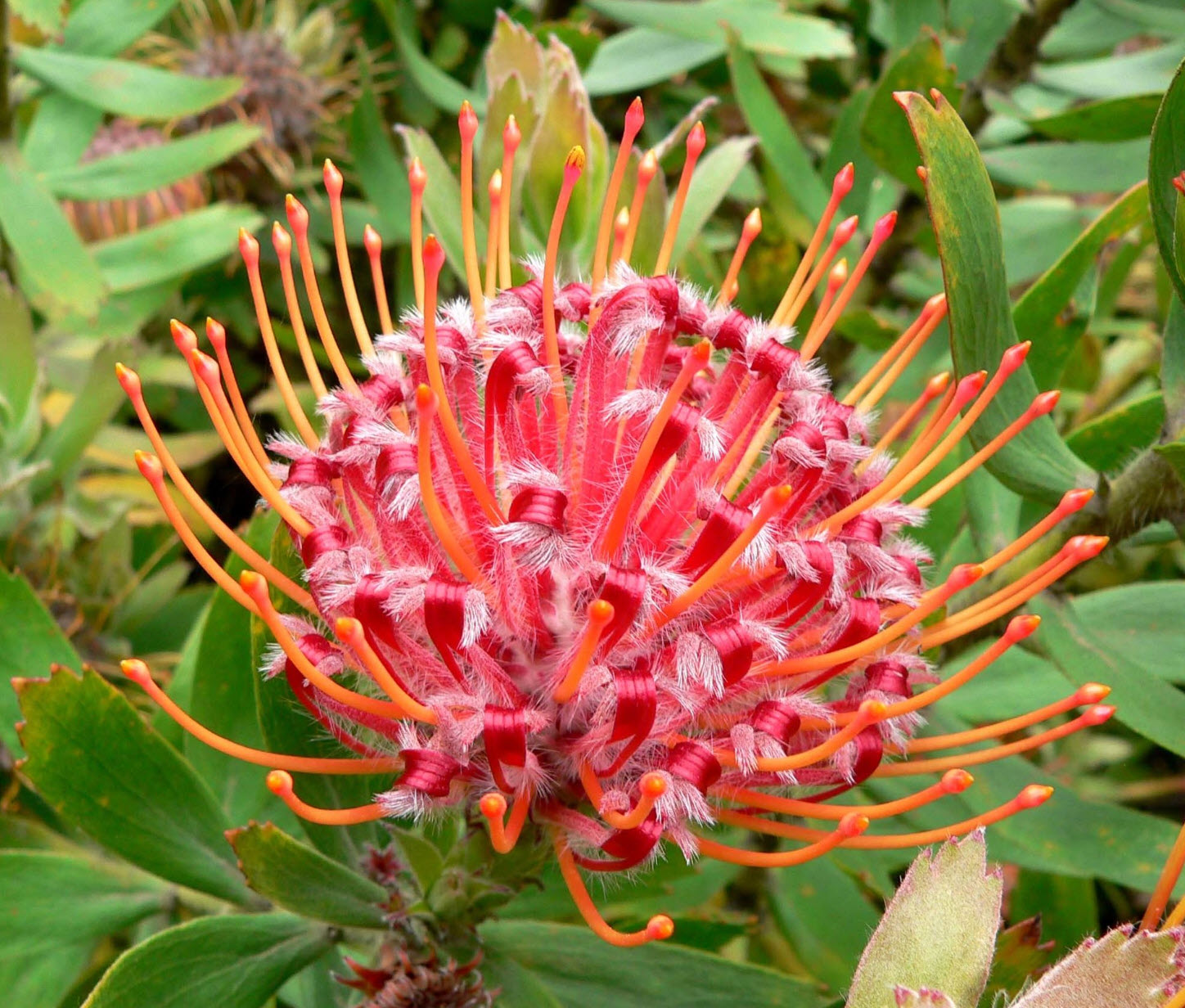 Leucospermum Flower seeds for Planting - Fragrant Blossoms, Heirloom & GMO Free Seeds for Home Garden