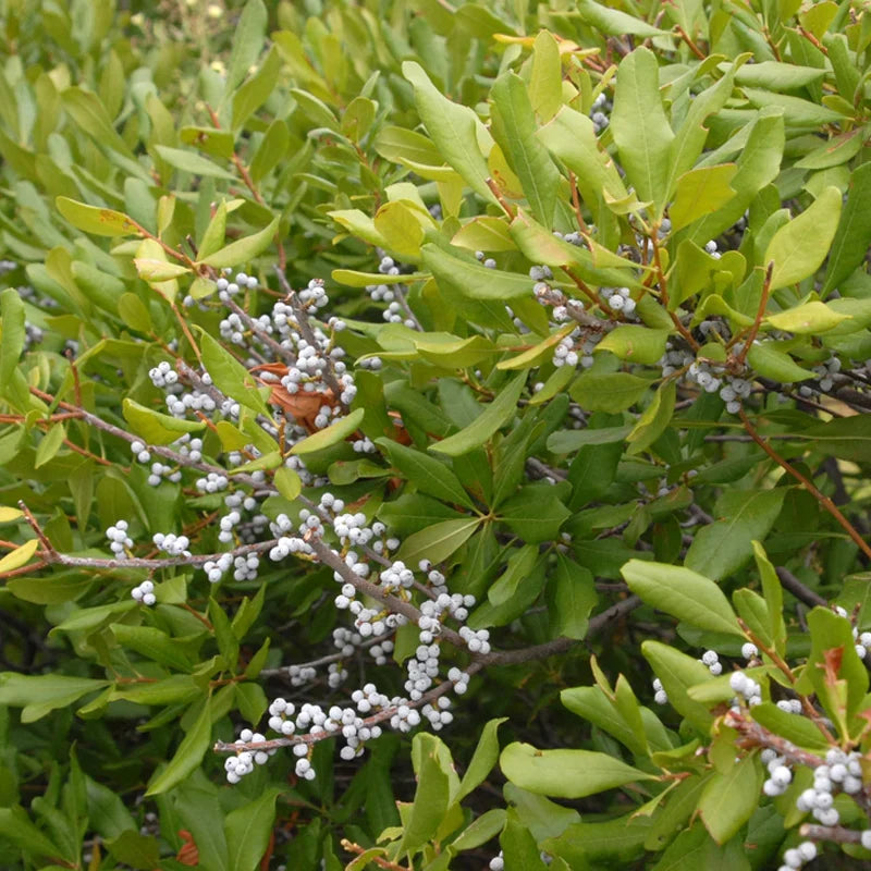 Green Myrica Pennsylvanica Seeds for Planting