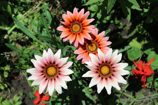 Cream Orange Gazania Flower Seeds for Planting Long Bloom Season Heirloom & GMO Free Seeds for Home Garden
 
 Sale