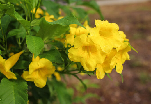 Yellow Alcea Ficifolia Flower seeds for Planting - Long Bloom Season, Heirloom & GMO Free Seeds for Home Garden