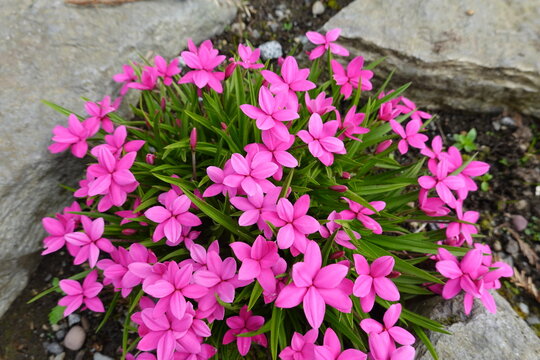 Rhodohypoxis Flower seeds for Planting - Hardy Variety, Heirloom & GMO Free Seeds for Home Garden