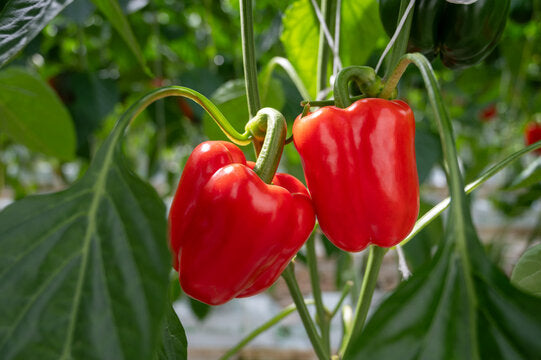 Cal Wonder Pepper Seeds for Easy Planting