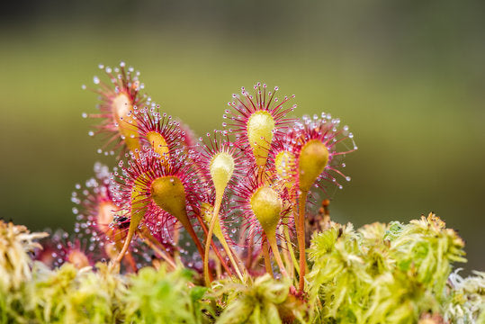 Green Hardy Sundew Flower seeds for Planting - Garden Favorite, Heirloom & GMO Free Seeds for Home Garden
