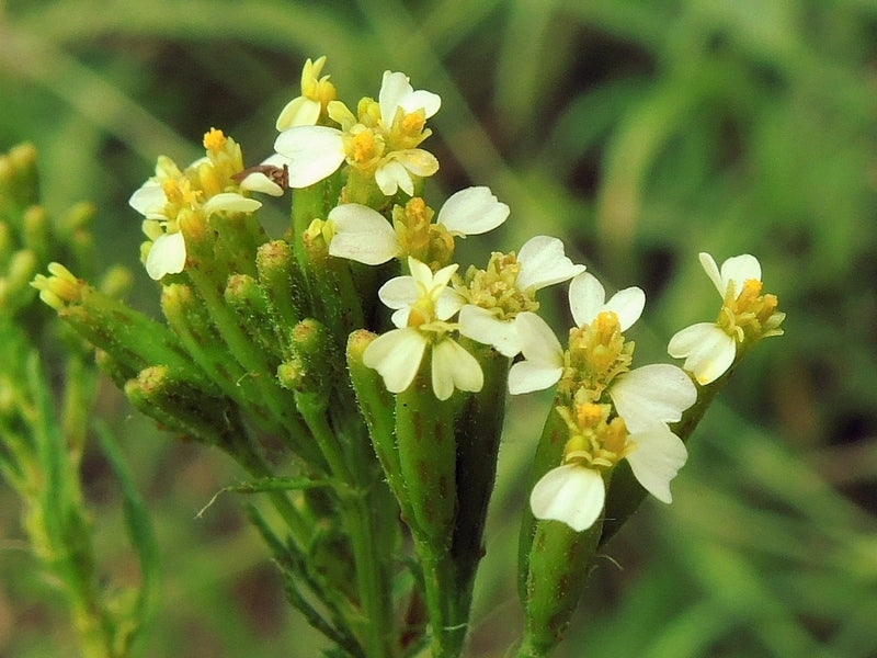 Huacatay Flower seeds for Planting - Compact Growth, Heirloom & GMO Free Seeds for Home Garden