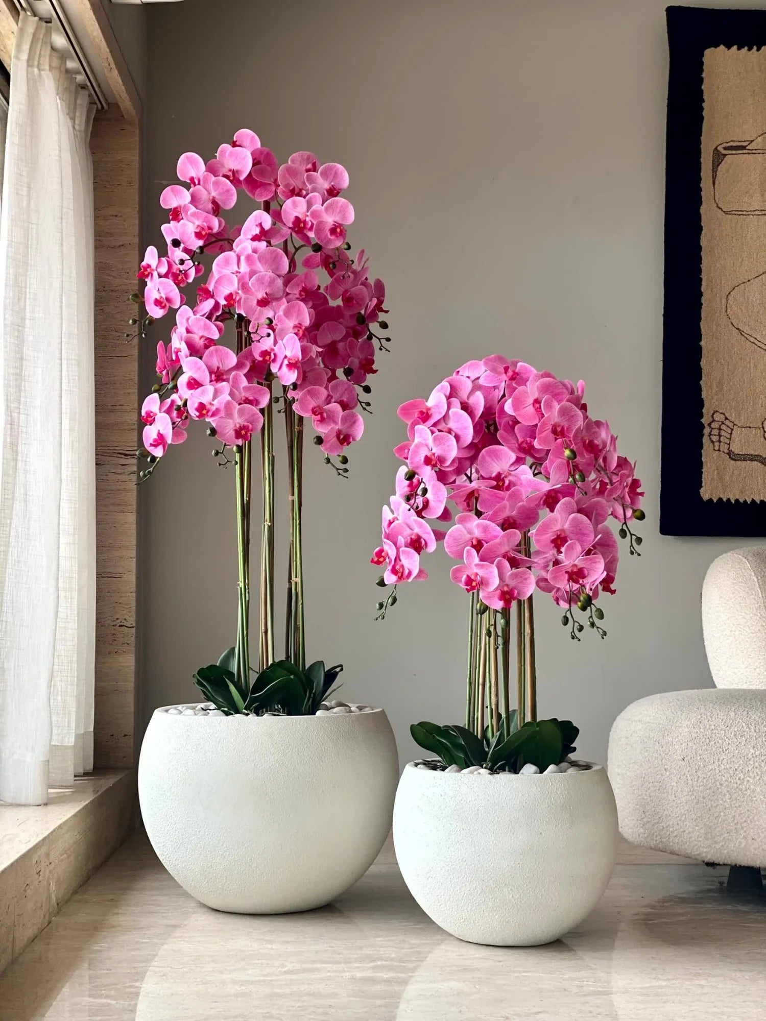 Mixed Phalaenopsis Orchid Flower seeds for Planting - Colorful Display, Heirloom & GMO Free Seeds for Home Garden