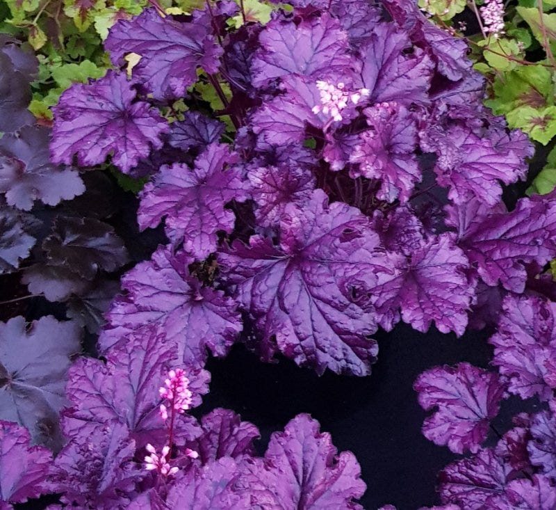 Purple Heuchera Flower seeds for Planting - Pollinator Friendly, Heirloom & GMO Free Seeds for Home Garden