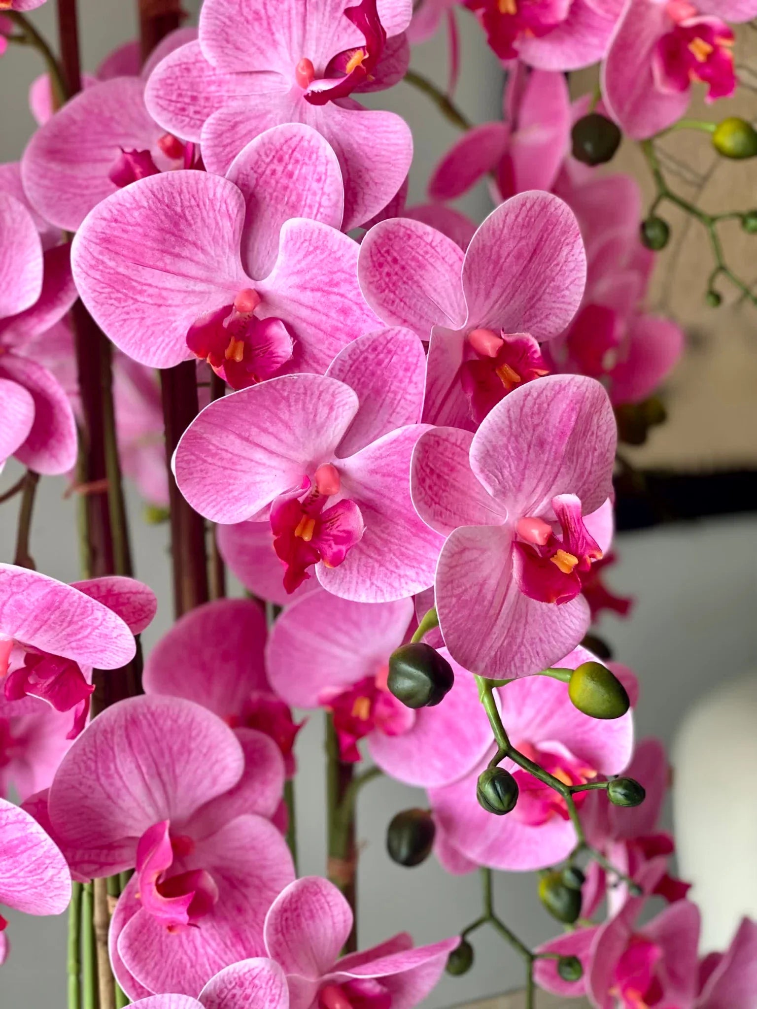 Pink Hydroponic Orchid Flower seeds for Planting - Seasonal Bloomer, Heirloom & GMO Free Seeds for Home Garden