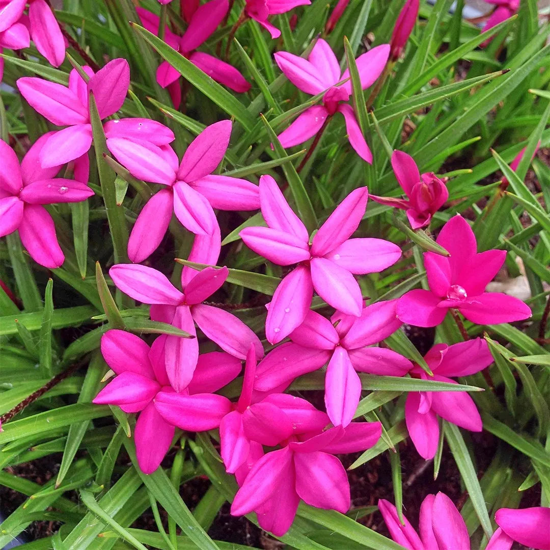 Rhodohypoxis Flower Planting Seeds