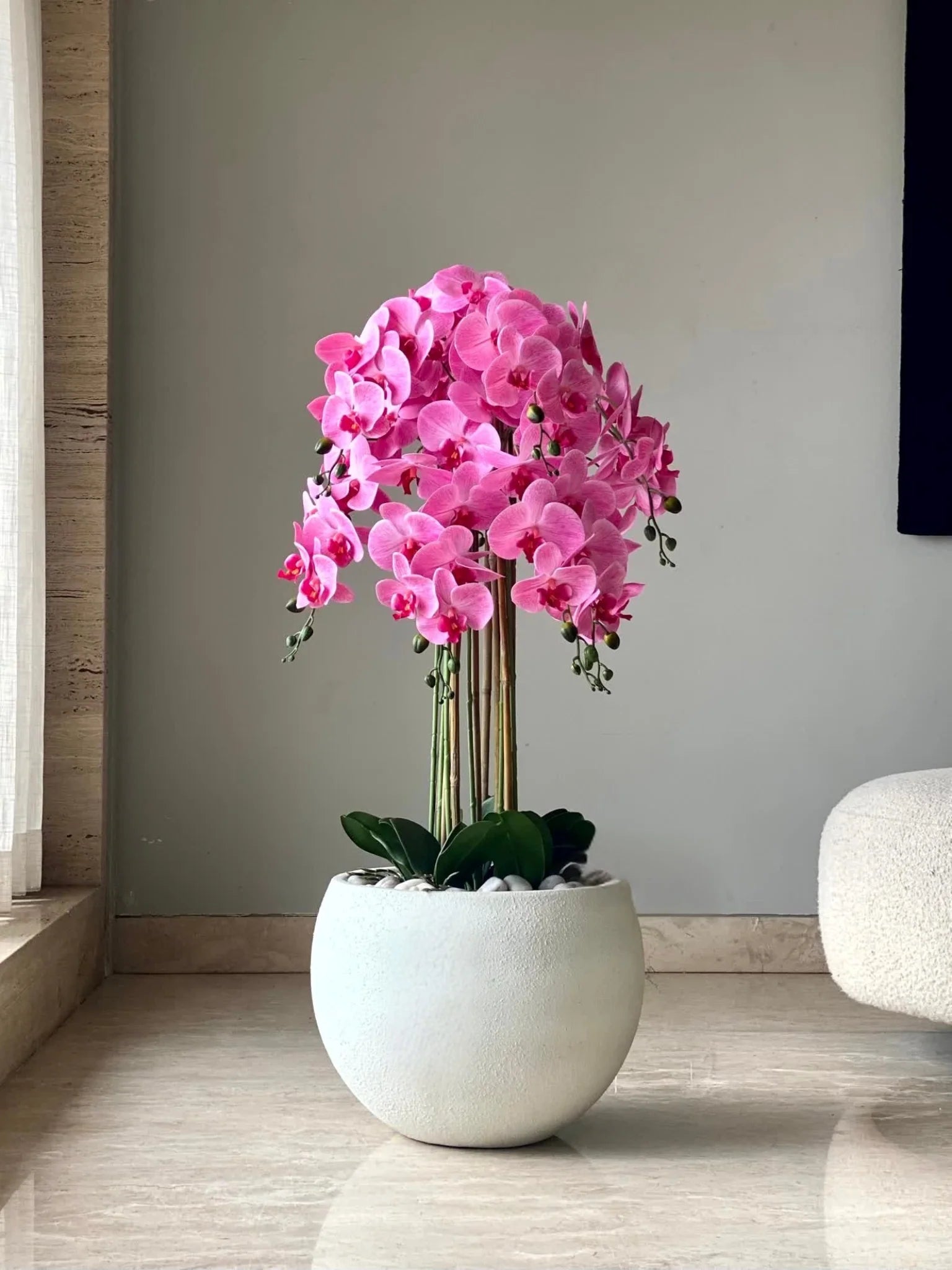 Lavender Dendrobium Flower seeds for Planting - Low Maintenance, Heirloom & GMO Free Seeds for Home Garden