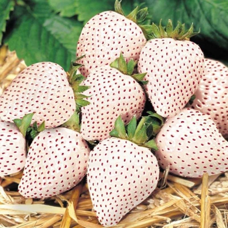 Juicy Strawberry Seeds for Planting