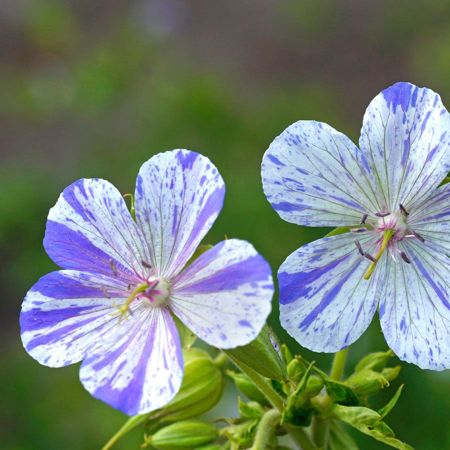 Violet & White Geraniums Flower seeds for Planting - Bright Blooms, Heirloom & GMO Free Seeds for Home Garden
