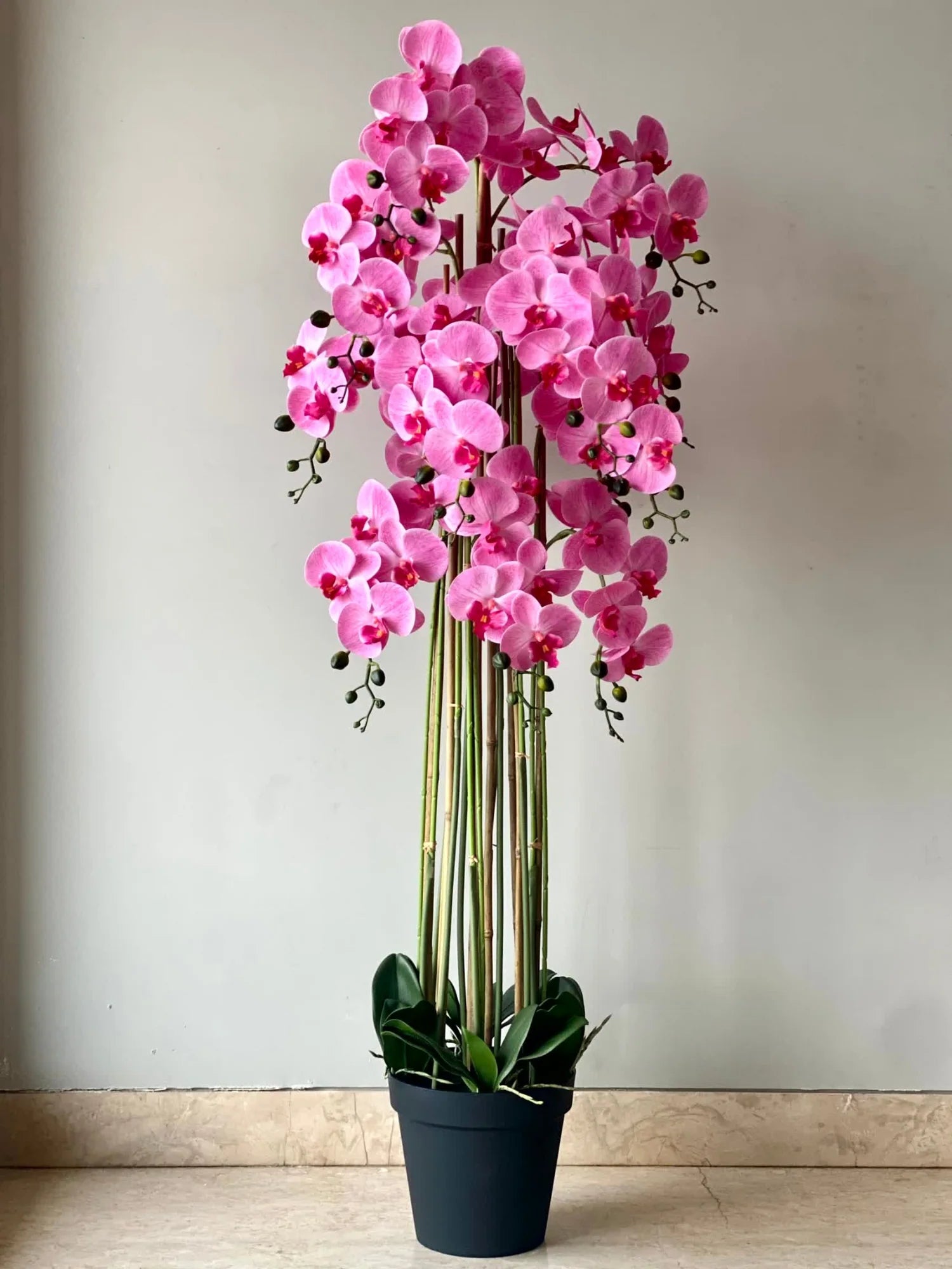 Mixed Phalaenopsis Orchid Flower seeds for Planting - Colorful Display, Heirloom & GMO Free Seeds for Home Garden