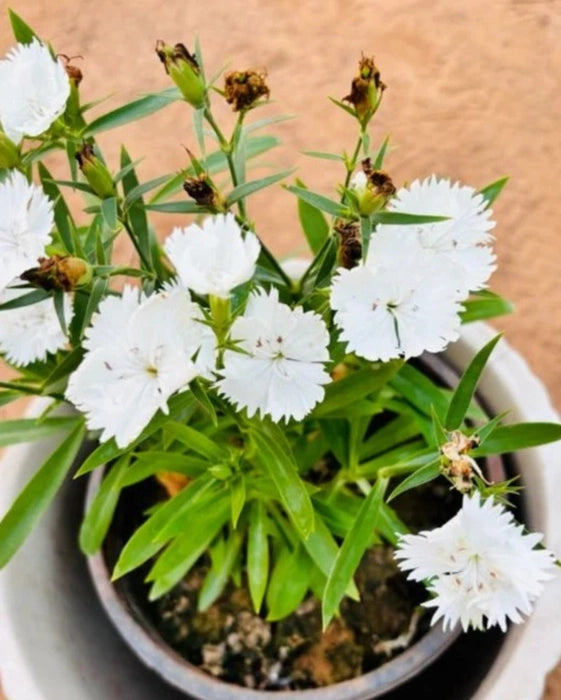 White Dianthus Flower seeds for Planting - Compact Growth, Heirloom & GMO Free Seeds for Home Garden