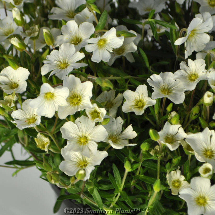 Avalanche Flower seeds for Planting - Seasonal Bloomer, Heirloom & GMO Free Seeds for Home Garden