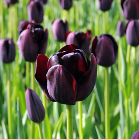 Black Tulip Flower seeds for Planting - Cottage Garden Essential, Heirloom & GMO Free Seeds for Home Garden