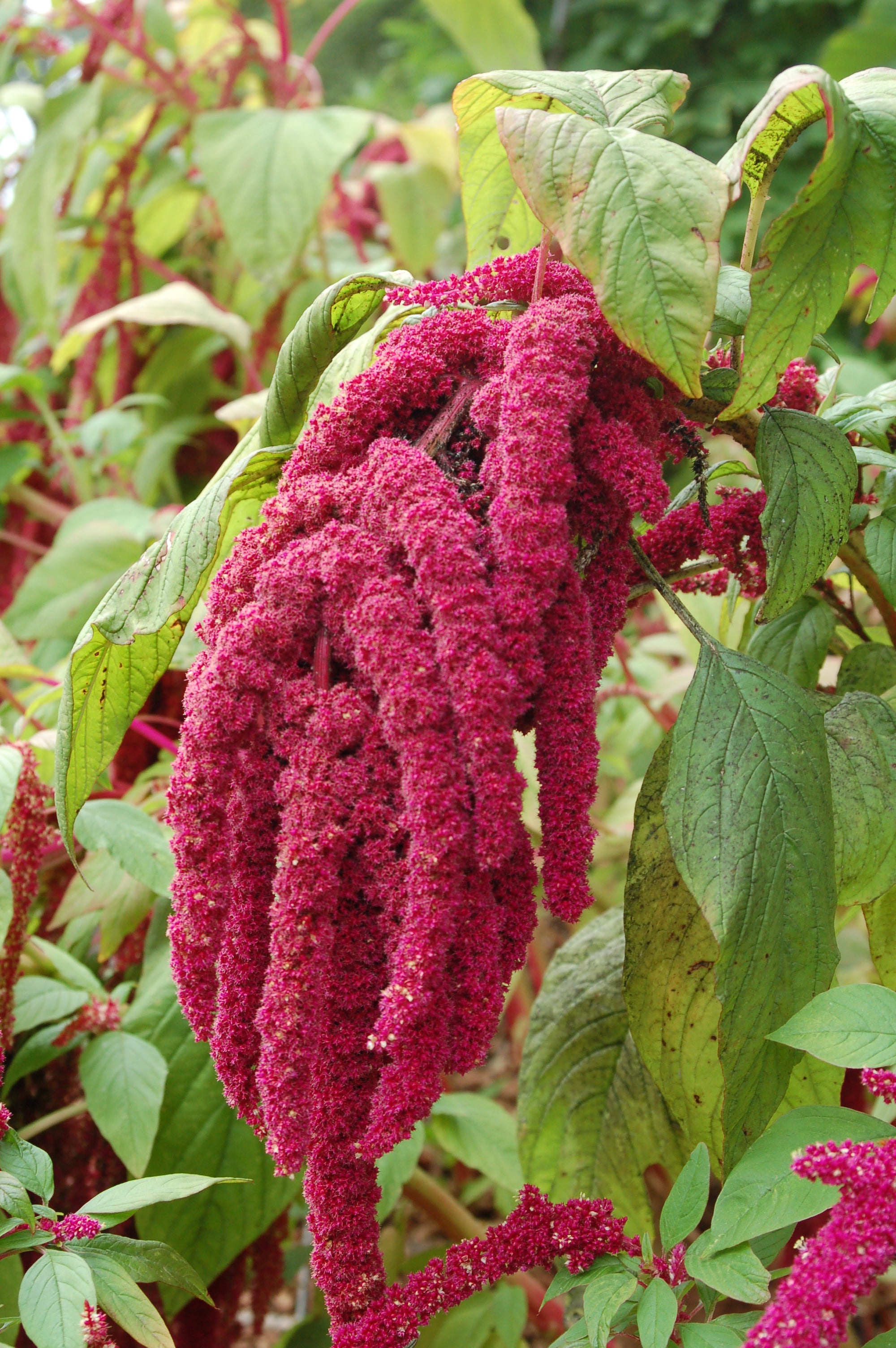 Mixed Caudatus Flower seeds for Planting - Long Bloom Season, Heirloom & GMO Free Seeds for Home Garden