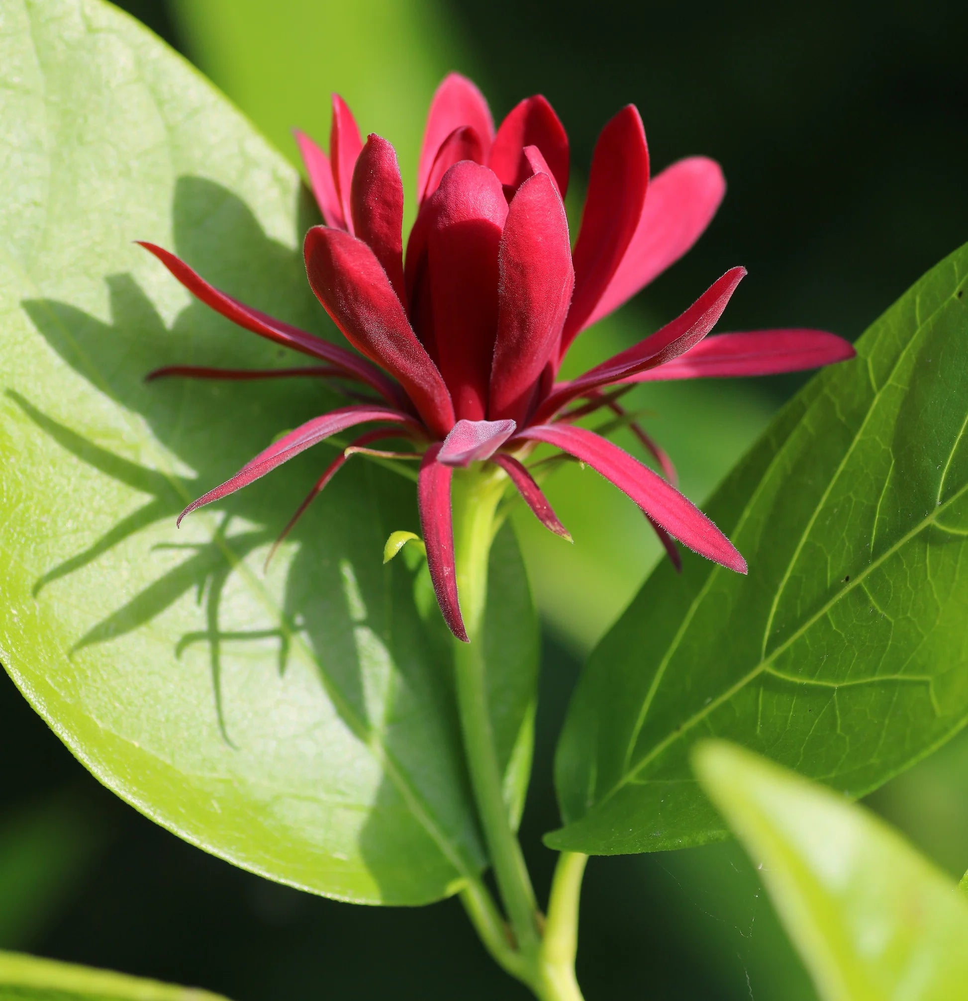 Maroon Carolina Allspice Flower seeds for Planting - Garden Favorite, Heirloom & GMO Free Seeds for Home Garden