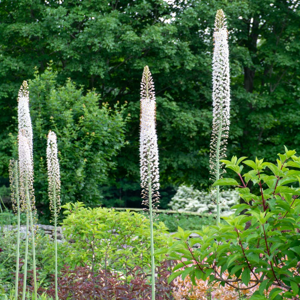 Eremurus Flower seeds for Planting - Shade Tolerant, Heirloom & GMO Free Seeds for Home Garden