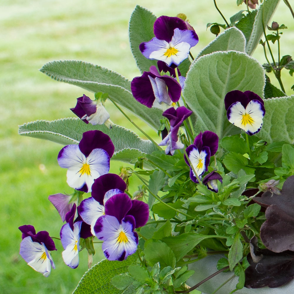 Purple Wavy Viola Planting Seeds for Fall & Spring Gardens growing in home gardens, containers, raised beds, and outdoor landscapes