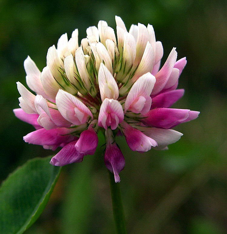 Pink Astragalus Sinicus Flower seeds for Planting - Wildflower Mix, Heirloom & GMO Free Seeds for Home Garden