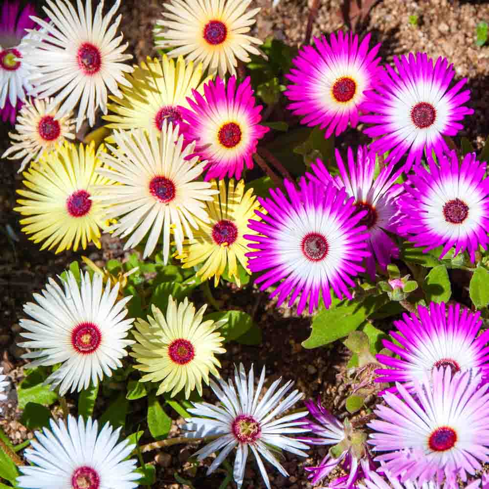 Summer Flower seeds for Planting - Bright Blooms, Heirloom & GMO Free Seeds for Home Garden