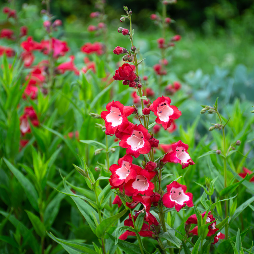 Red Penstemon Flower seeds for Planting - Long Bloom Season, Heirloom & GMO Free Seeds for Home Garden
