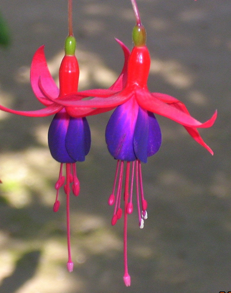 Purple Fuchsia Flower seeds for Planting - Easy to Grow, Heirloom & GMO Free Seeds for Home Garden Sale