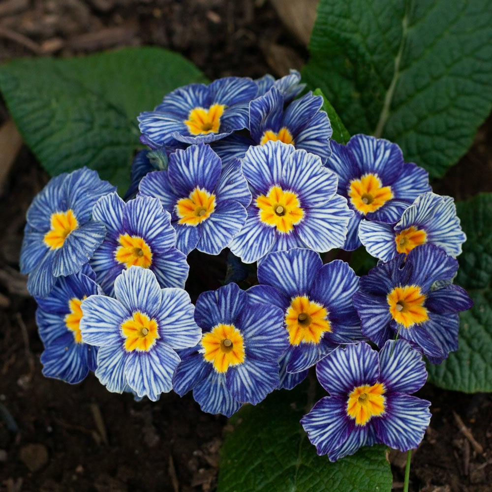 Blue Primrose Flower seeds for Planting Compact Growth Heirloom & GMO Free Seeds for Home Garden