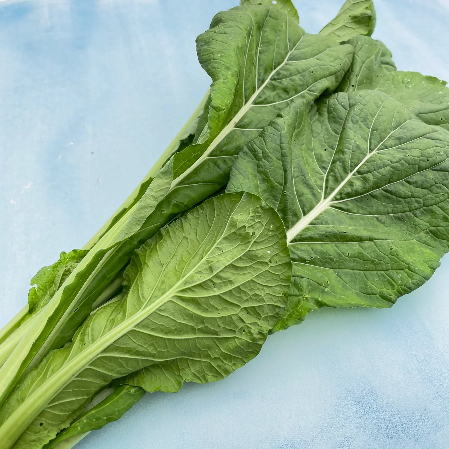 Green Komatsuna Vegetable Seeds for Easy Planting