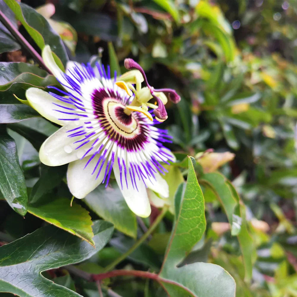 Purple Passiflora Flower seeds for Planting - Cut Flower Favorite, Heirloom & GMO Free Seeds for Home Garden