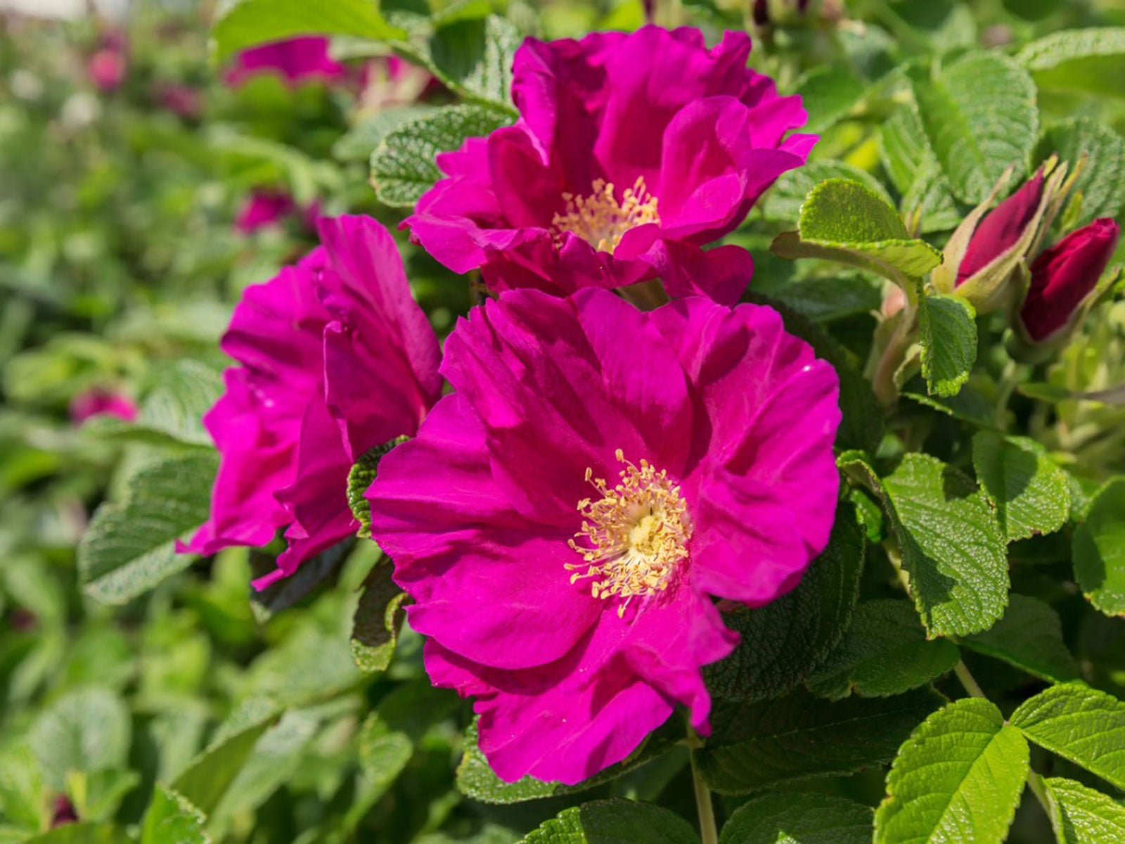 Rosa Rugosa Flower seeds for Planting - Low Maintenance, Heirloom & GMO Free Seeds for Home Garden
