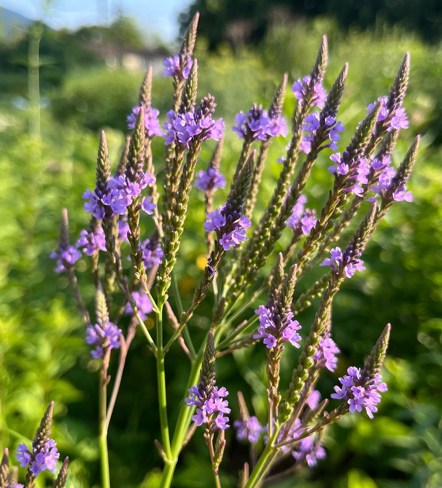 Blue Vervain Flower seeds for Planting - Premium Quality, Heirloom & GMO Free Seeds for Home Garden - Evergrowseeds