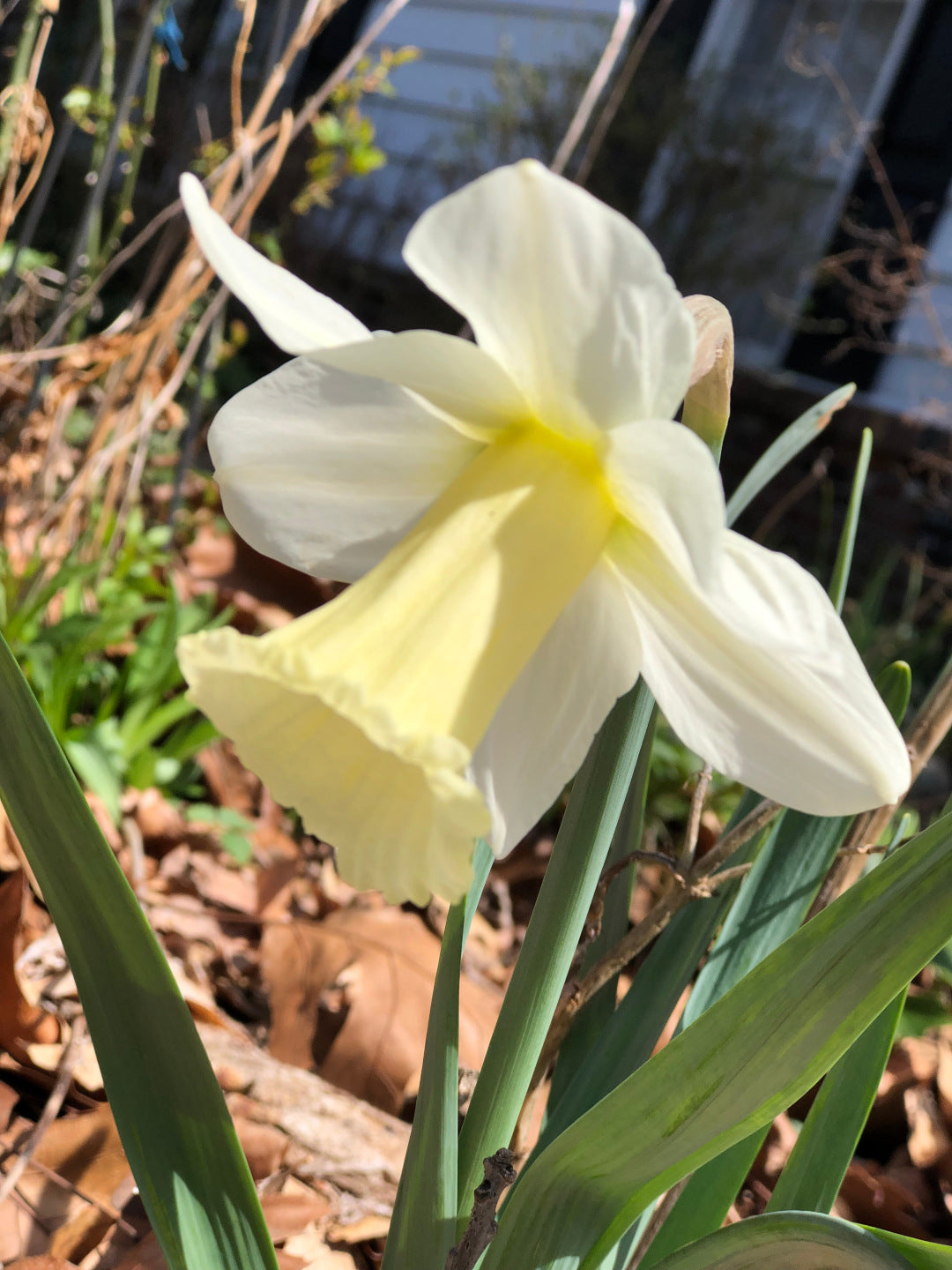 Light Yellow Daffodil Flower seeds for Planting - Perfect for Borders, Heirloom & GMO Free Seeds for Home Garden