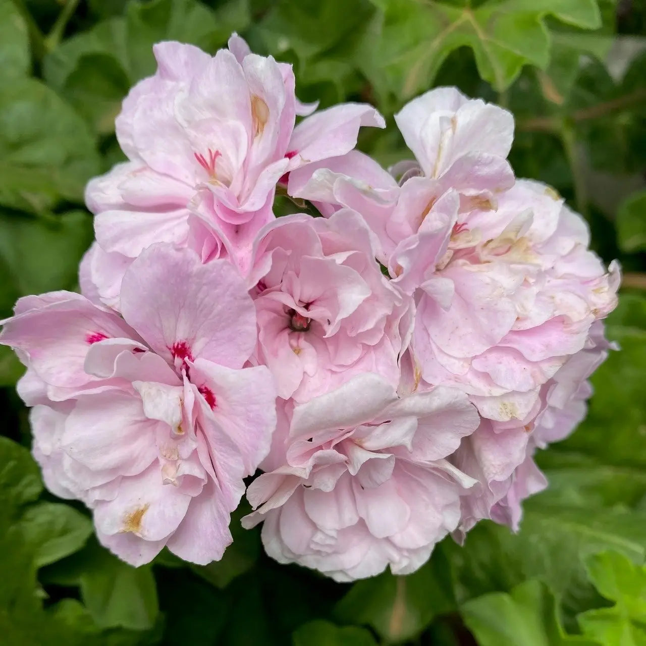 White Light Pink Geranium Flower Seeds for Planting Hardy Variety Heirloom & GMO Free Seeds for Home Garden
 
 Sale
