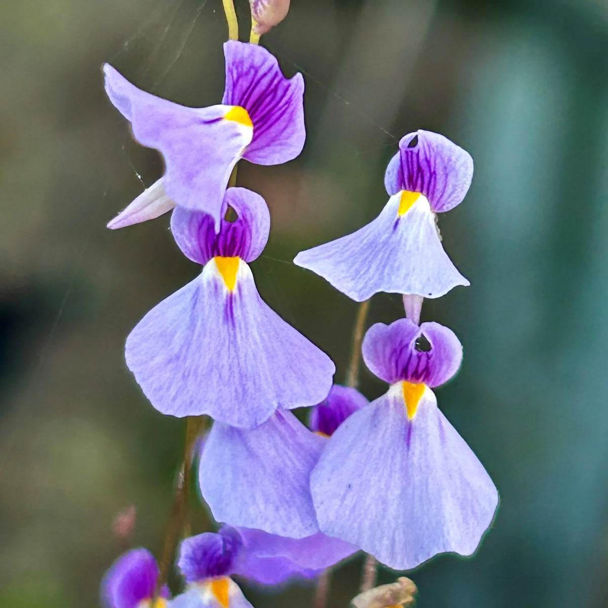 Violet Utricularia Flower seeds for Planting - Wildflower Mix, Heirloom & GMO Free Seeds for Home Garden
 
 Sale seeds for home garden