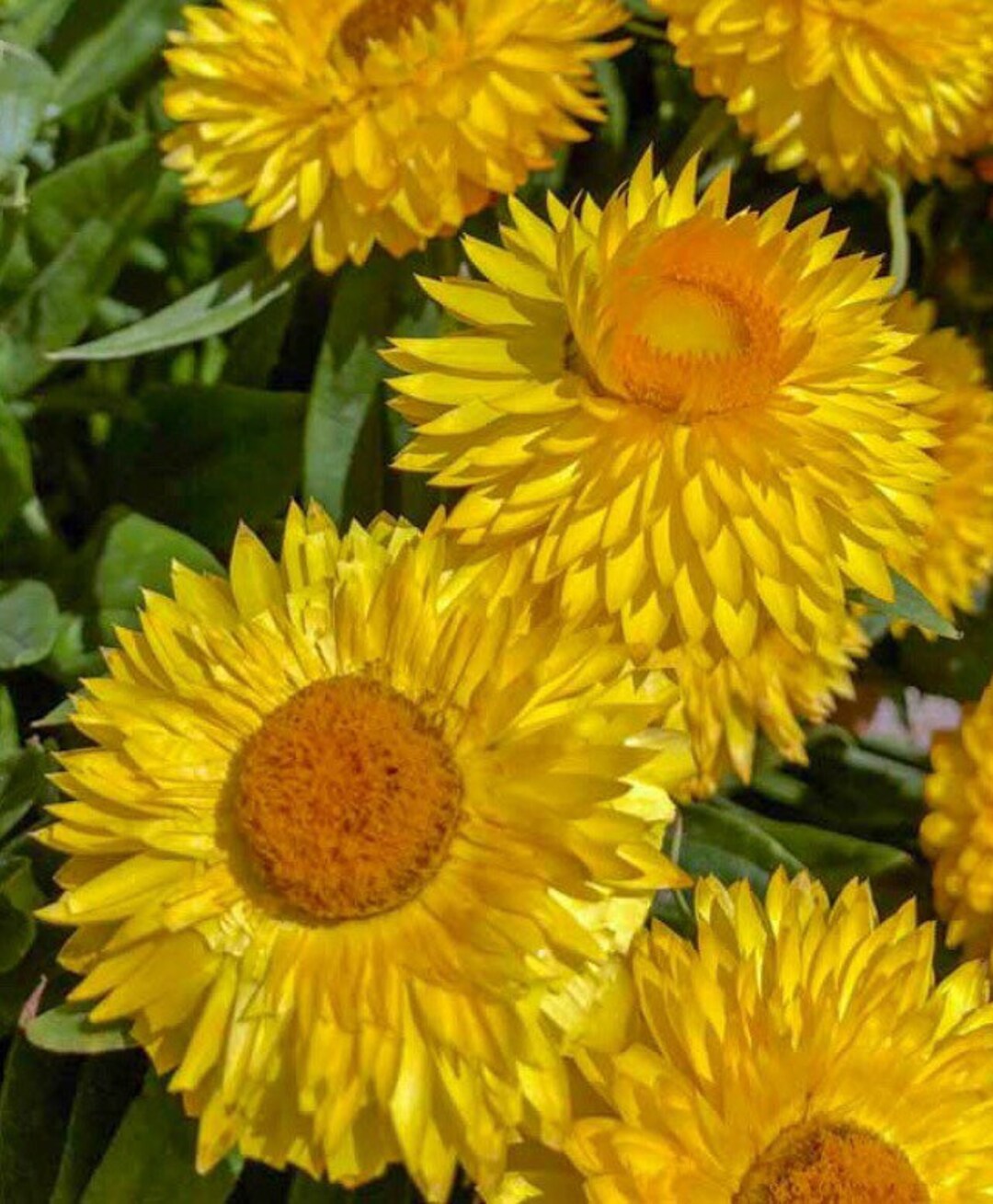 Yellow StrawFlower seeds for Planting - Garden Favorite, Heirloom & GMO Free Seeds for Home Garden
 
 Sale seeds for home garden